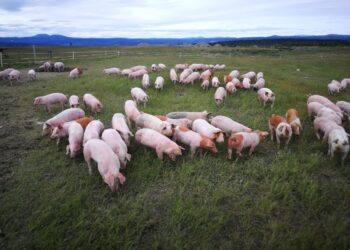 Mercato dei suini in profondo rosso: cause, conseguenze e prospettive
