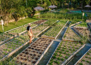 Orto e Colture Orticole: I Lavori di Luglio