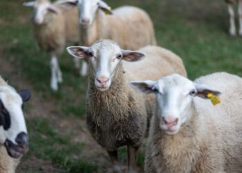 Sostenibilità e benessere degli animali