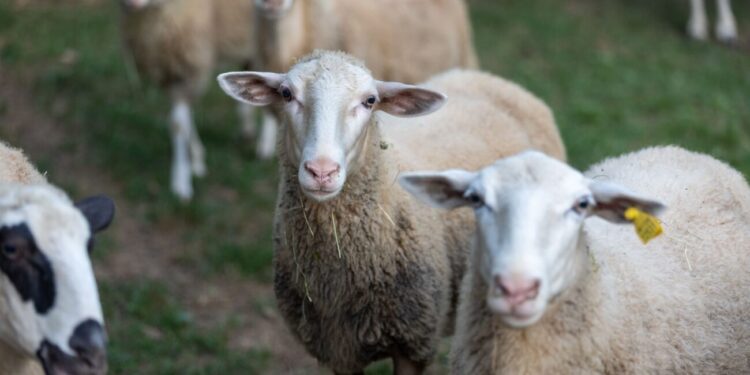 Sostenibilità e benessere degli animali