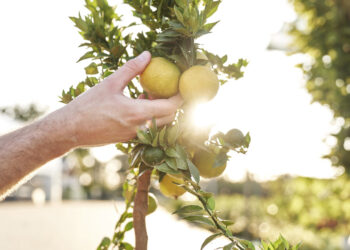 Il frutteto a luglio…