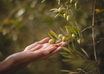 Tecniche e attrezzature nell’olivicoltura moderna