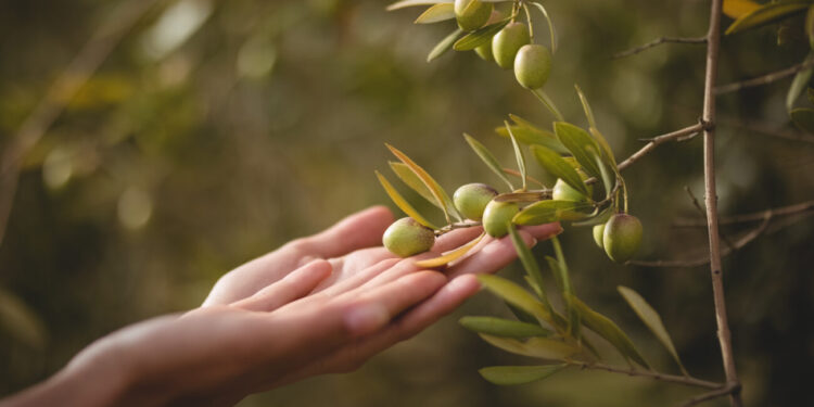 Tecniche e attrezzature nell’olivicoltura moderna