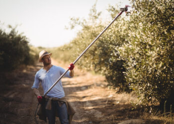 Il boro nella coltivazione degli olivi