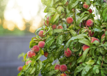 La forbicina su peschi e albicocchi