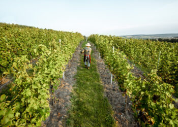 Viticoltura: Siccità, malattie e IA