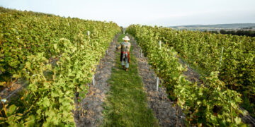 Viticoltura: Siccità, malattie e IA