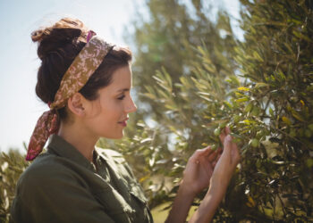 Tecniche e attrezzature nell’olivicoltura moderna