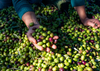 Tecniche e attrezzature nell’olivicoltura moderna