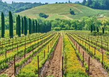 Vigneto: strategie contro siccità e parassiti