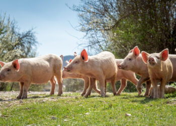 Zootecnia: Fermentazione di precisione