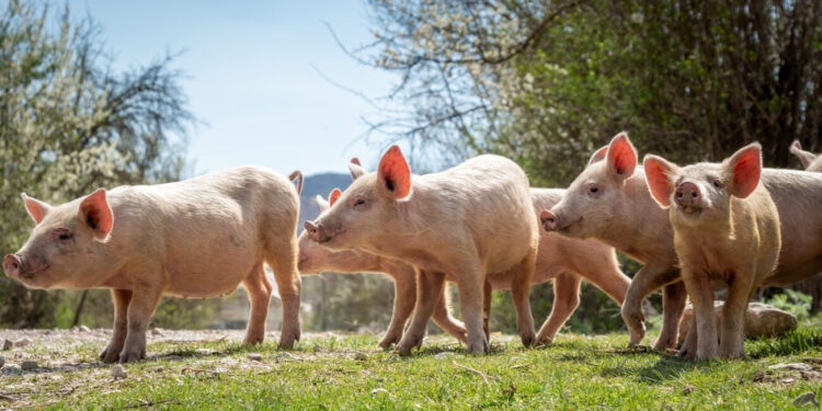 Zootecnia: Fermentazione di precisione
