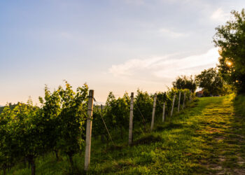 Prepara le semine autunnali