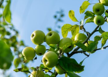 Ticchiolatura del Melo