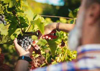 Peronospora della vite