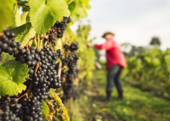 Flavescenza dorata della vite