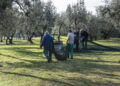 Autunno. Raccolta olive e lavori in frutteto e vigneto
