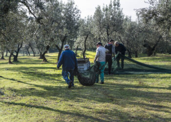 Autunno. Raccolta olive e lavori in frutteto e vigneto