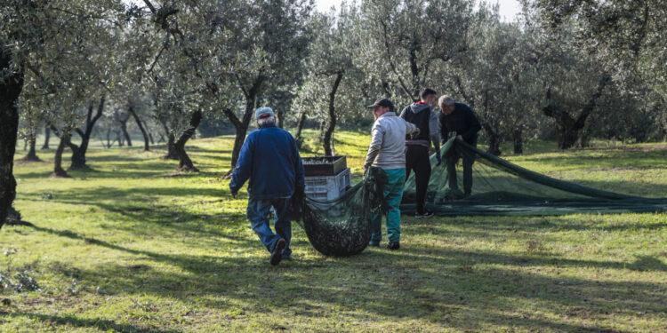 Autunno. Raccolta olive e lavori in frutteto e vigneto