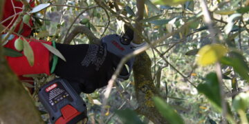 Potatura dell’olivo: fisiologia, strategie d’intervento e meccanizzazione avanzata