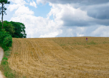Semine autunnali dei cereali