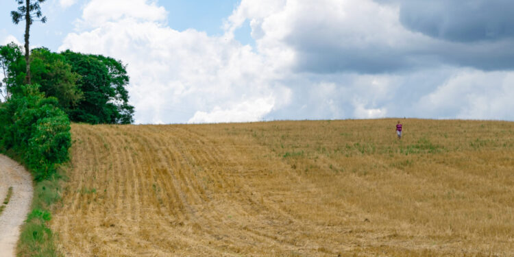 Semine autunnali dei cereali