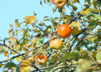 Frutticoltura d’autunno: gestione post-raccolta, riserve nutrizionali e strategie di difesa
