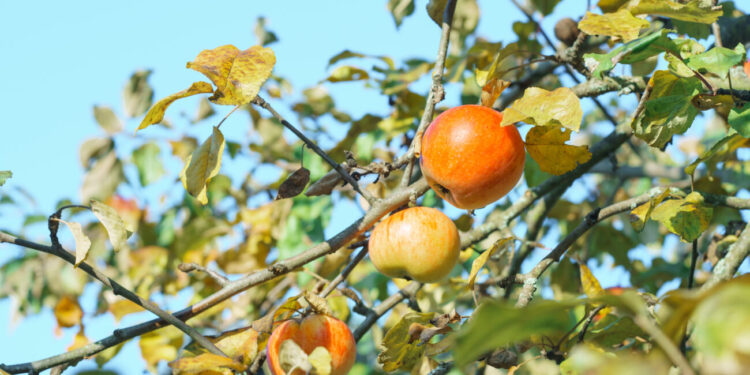 Frutticoltura d’autunno: gestione post-raccolta, riserve nutrizionali e strategie di difesa