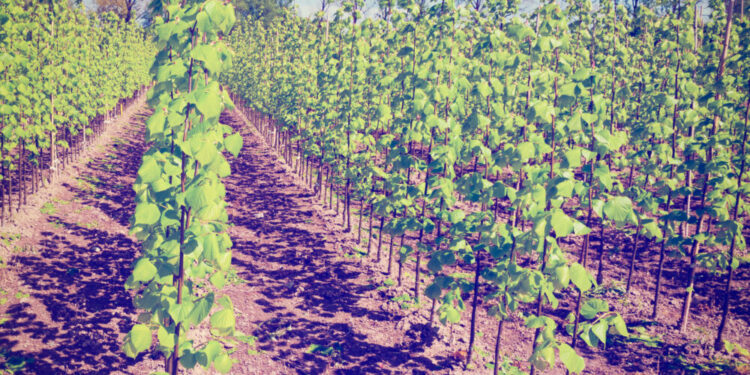 Viticoltura di fine stagione