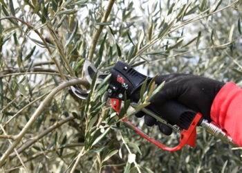 La potatura nelle colture arboree: principi, tecniche e gestione nel tempo