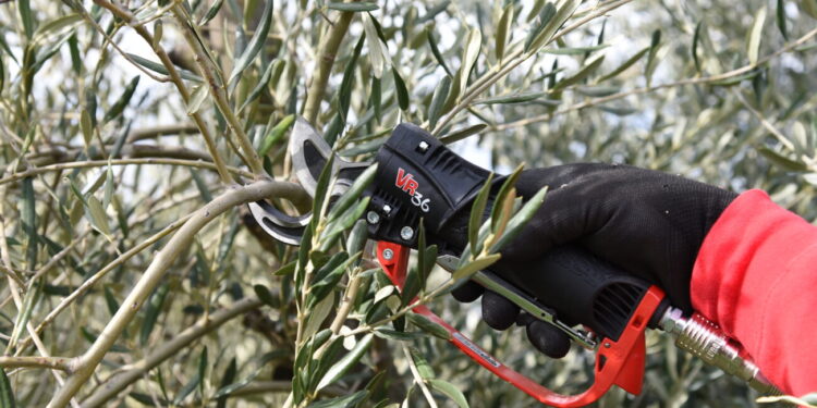 La potatura nelle colture arboree: principi, tecniche e gestione nel tempo