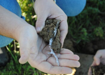 ALVEO di Alberto Venturi alla Fiera Agricola di Verona