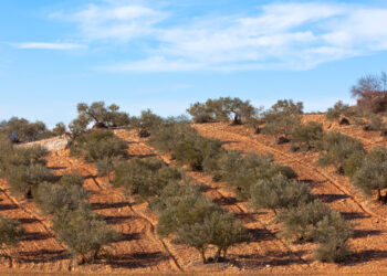 Oliveto efficiente: irrigazione “intelligente”, gestione del suolo e nutrizione per produrre (bene) con meno sprechi