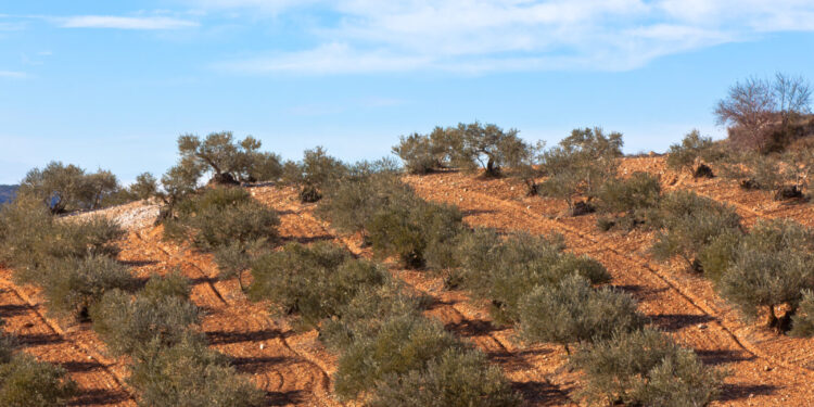 Oliveto efficiente: irrigazione “intelligente”, gestione del suolo e nutrizione per produrre (bene) con meno sprechi
