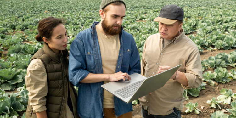 Cover crop e sovescio nei seminativi: più sostanza organica, meno input, più resa stabile