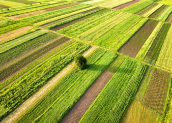 Seminativo e decisioni da prendere