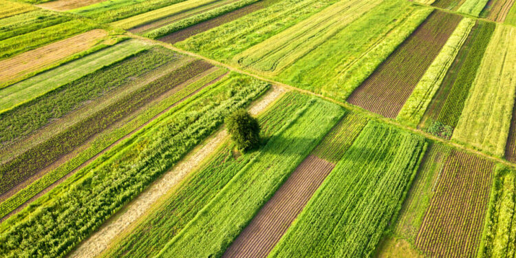 Seminativo e decisioni da prendere