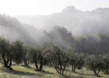 La potatura dell’olivo