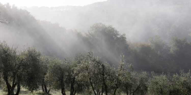 La potatura dell’olivo