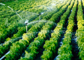 Irrigare con precisione: meno sprechi, più efficienza e colture meno stressate