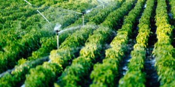 Irrigare con precisione: meno sprechi, più efficienza e colture meno stressate