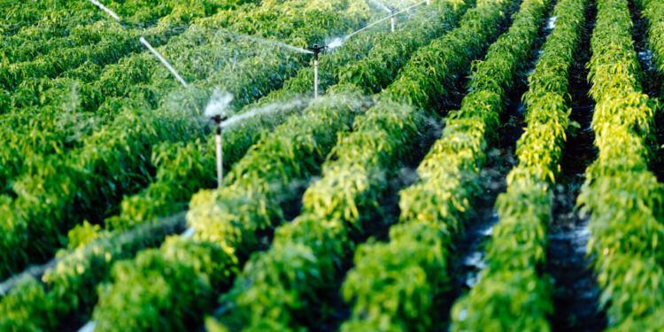 Irrigare con precisione: meno sprechi, più efficienza e colture meno stressate